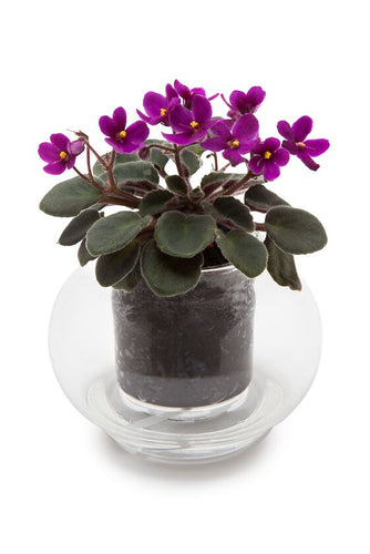 Cup O Flora Glass Pot w/ wick - small